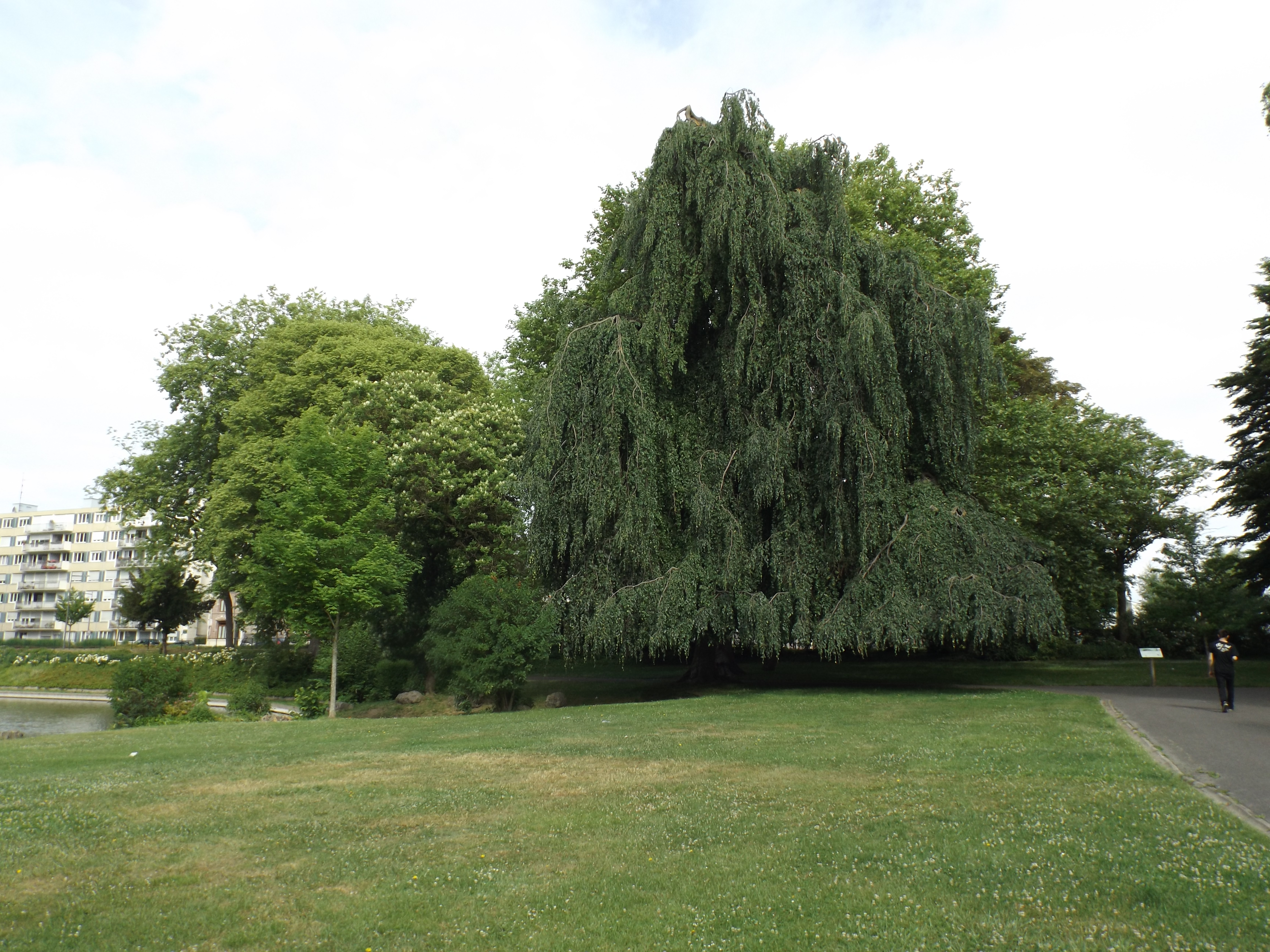 Prix national de l'arbre