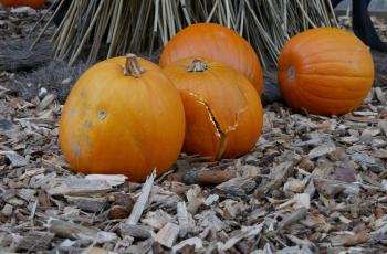 citrouilles photo